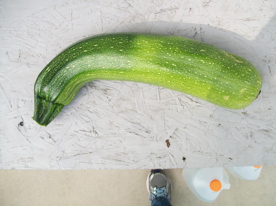 A zucchini that got out of hand-garden-005-jpg