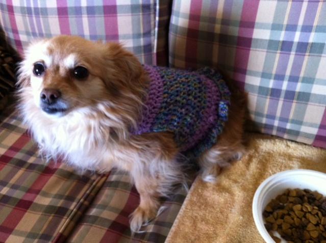 hello everyone!  dog sweater patterns (crochet) ?-photo-1-jpg