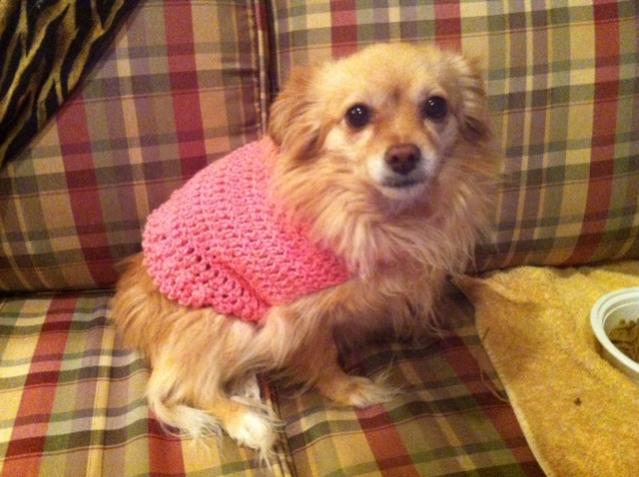 hello everyone!  dog sweater patterns (crochet) ?-photo-3-jpg