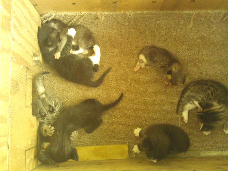 our family of kittens-img_20150717_094213-jpg