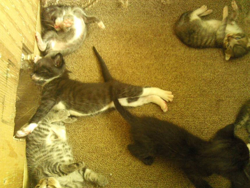 our family of kittens-img_20150717_094127-jpg