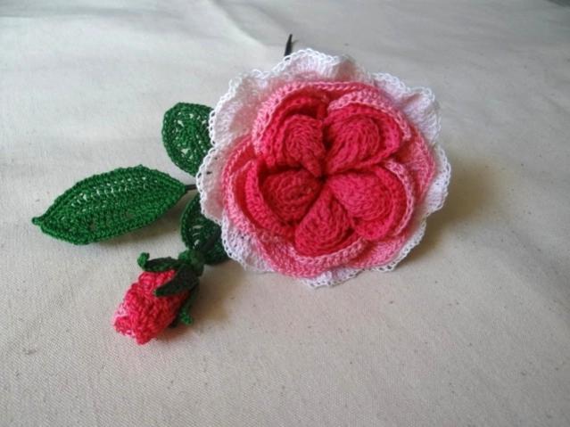 My New Rose and Fire Cracker Dahlia-rose-jpg