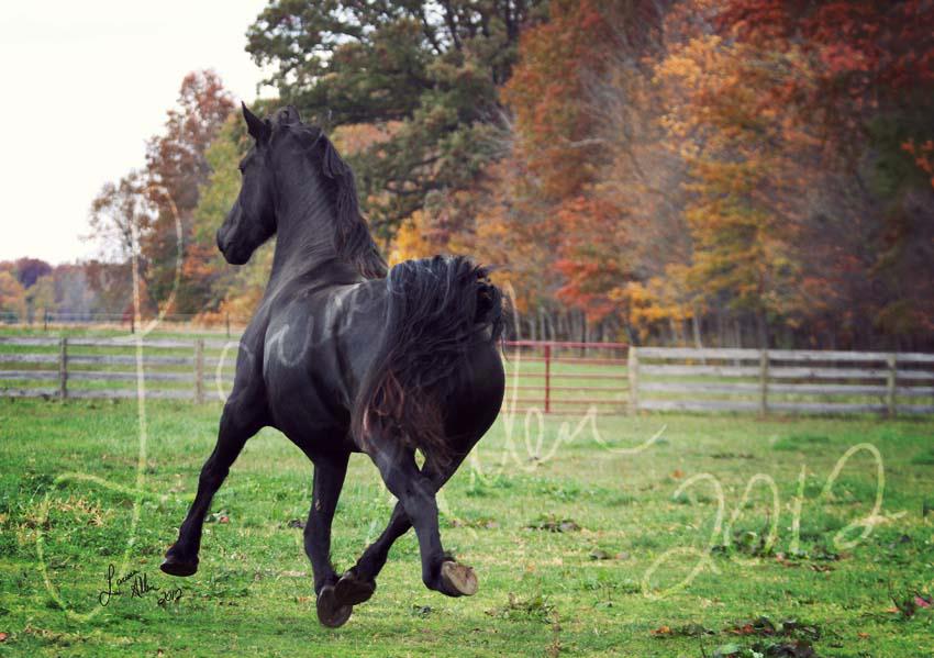 For Landon from MO! Pic of my Friesian-1-jpg