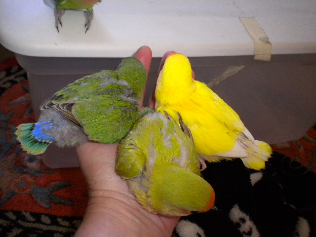 My Love Bird Babies At 4 Weeks!-016-jpg