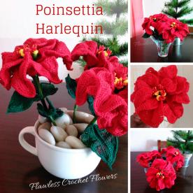 Poinsettia Harlequin Flower-poinsettia-harlequin-jpg