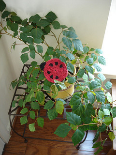 Ladybug Coaster Free Crochet Pattern (English)-ladybug-coaster-free-crochet-pattern-jpg
