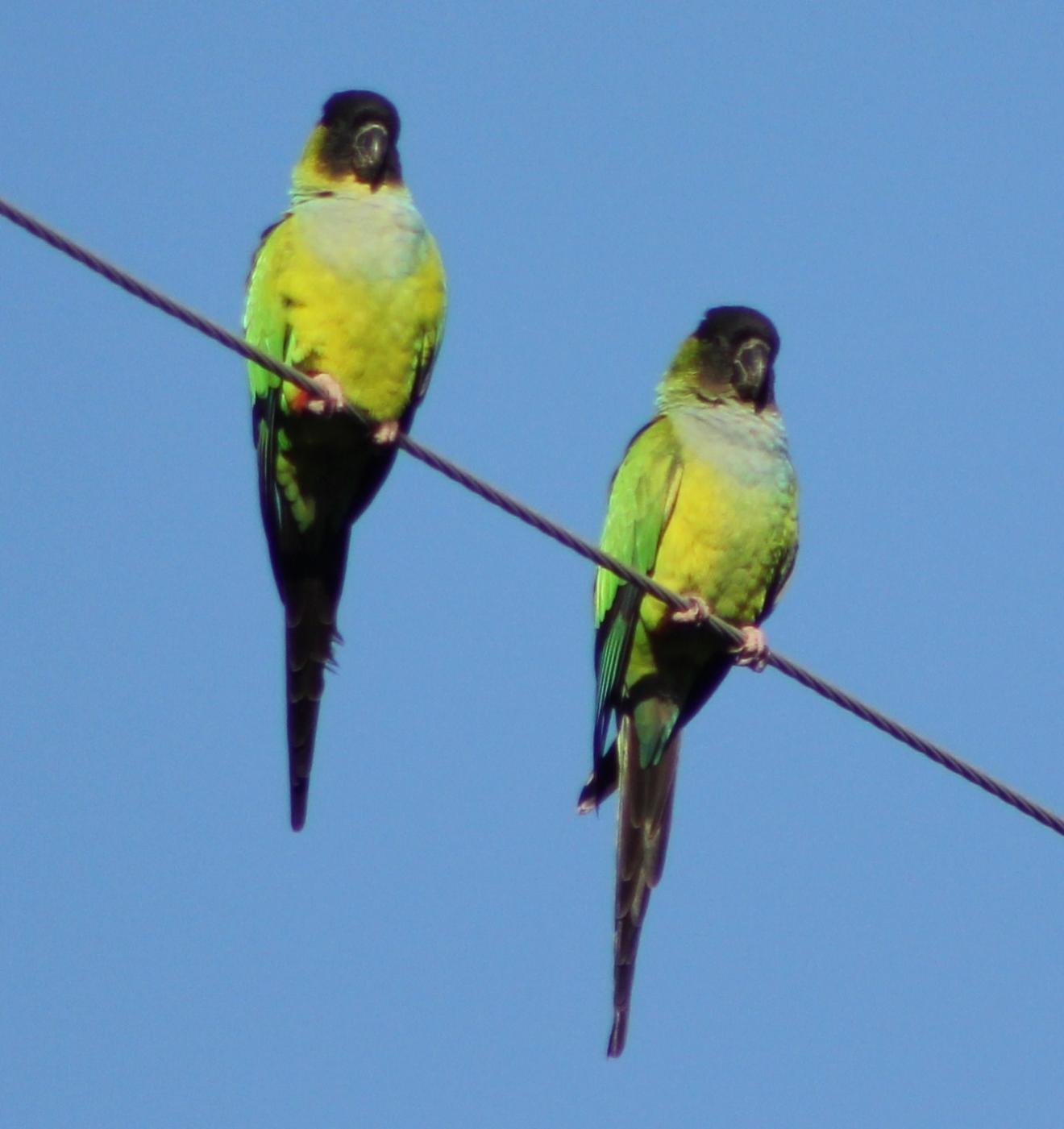 Wild Parrots in my backyard-003-2-jpg