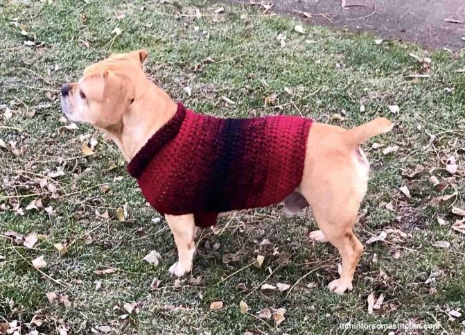 Quick &amp; Easy Medium-size Dog  Sweater-crochet-medium-dog-sweater-7-final-jpg