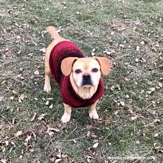 Quick &amp; Easy Medium-size Dog  Sweater-crochet-medium-dog-sweater-13-final-jpg