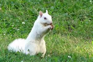 Sassafras-white-squirrel-jpg