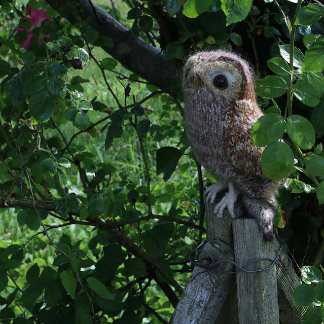 Tawny Owl, knit-b4-jpg