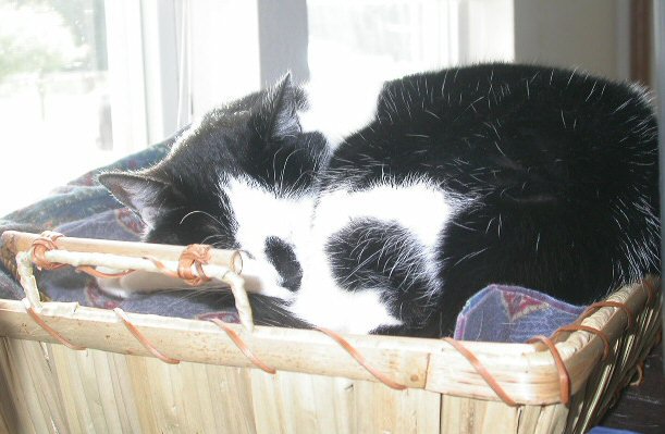 Pooter's New Bed-nappingkitty-jpg