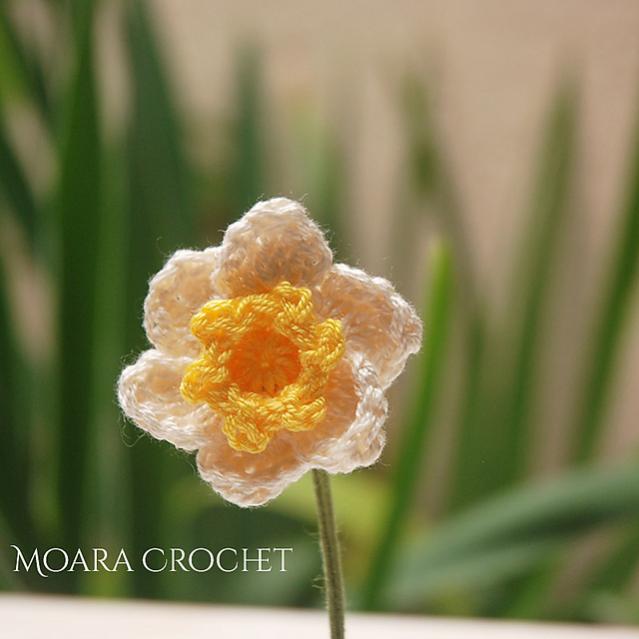 Daffodil Flower-e2-jpg