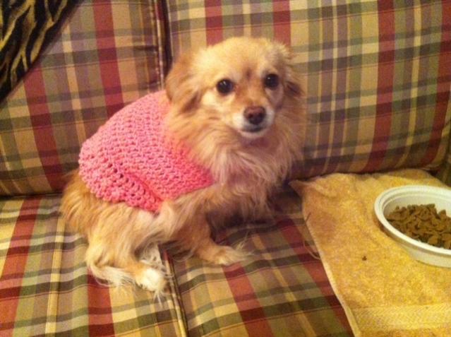 Crochet Small Dog Sweater-1-jpg