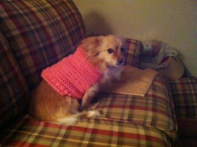 Crochet Small Dog Sweater-2-jpg