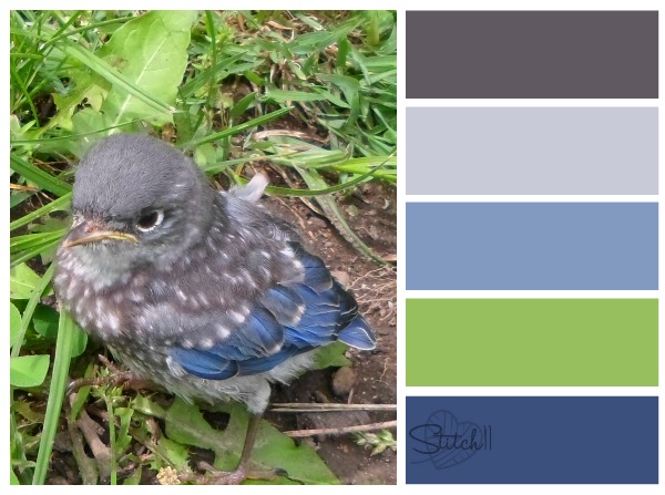 How To Make Your Own Color Pallet Using Picmonkey-baby-bird-color-combo-jpg